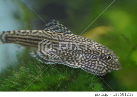 hillstream loach is a peaceful algae eater with unique body shape 135591218