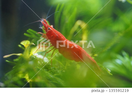 fire red shrimp add vibrant color to planted aquariums 135591219