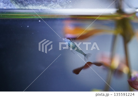 blue diamond shrimp bring deep color to peaceful aquariums 135591224