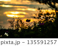 コスモスパーク　夕方 135591257