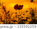 コスモスパーク　コスモス 135591259