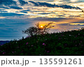 コスモスパーク　夕日 135591261