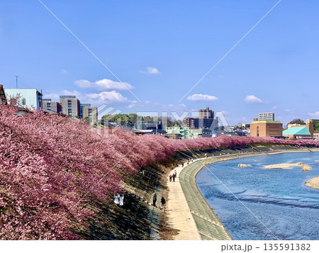 青空に映える満開の河津桜(葵桜)〈乙川河川敷/愛知県岡崎市〉 135591382
