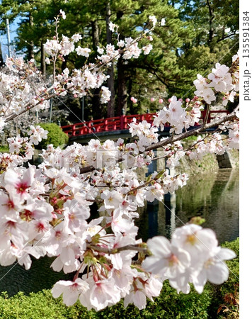 岡崎城桜まつり〈岡崎城公園(龍城堀)/愛知県岡崎市〉 135591384
