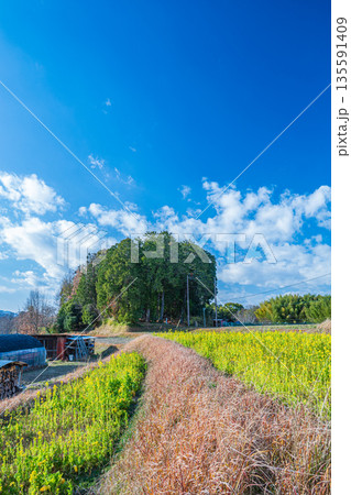 菜の花畑 大原の里 大伴夫人の伝承墓のある森 奈良県明日香村 菜の花畑 大原の里 大伴夫人の伝承墓のある森 奈良県明日香村 135591409