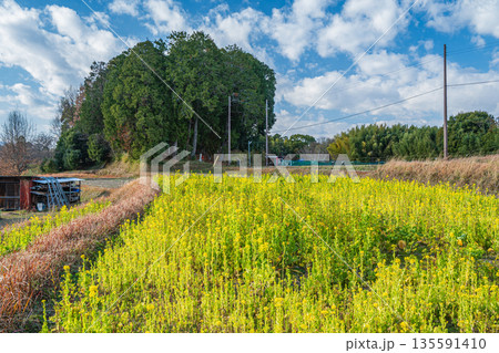 菜の花畑 大原の里 大伴夫人の伝承墓のある森 奈良県明日香村 菜の花畑 大原の里 大伴夫人の伝承墓のある森 奈良県明日香村 135591410