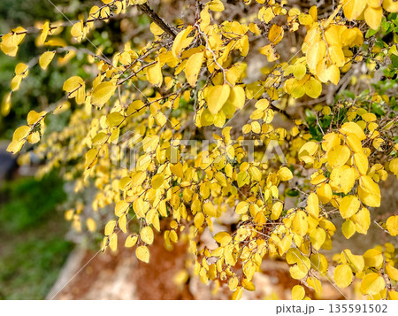 Serene garden setting with vibrant seasonal colors and textures Serene garden setting with vibrant seasonal colors and textures 135591502