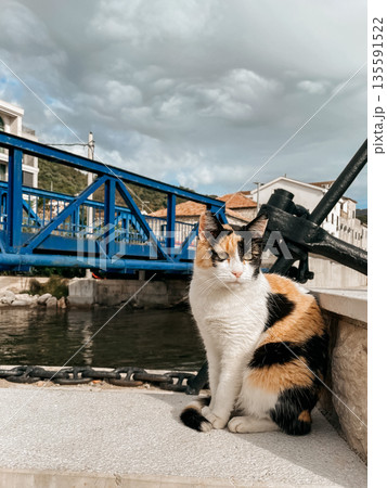 striped feline gazes at nearby anchor, orange and white feline sitting by maritime dock and bridge 135591522