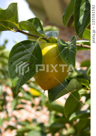 A persimmon tree with ripe orange fruit. 135591592