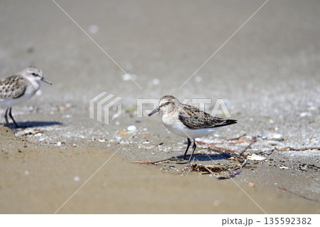 トウネン 135592382