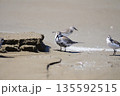 ハマシギ 135592515