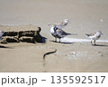 ハマシギ 135592517