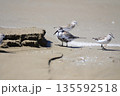 ハマシギ 135592518