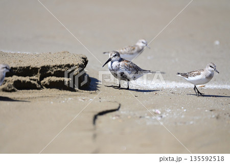 ハマシギ 135592518