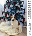 A Jack Russell Terrier sits under a Christmas tree. 135592637