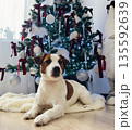 A Jack Russell Terrier sits under a Christmas tree. 135592639