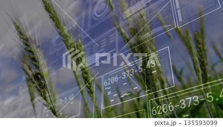 Vibrant green wheat stalks growing in rural farm field, with HUD panels showing numeric data codes Vibrant green wheat stalks growing in rural farm field, with HUD panels showing numeric data codes 135593099