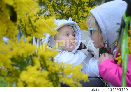 Siblings Interact Among Bright Yellow Mimosa Flowers Siblings Interact Among Bright Yellow Mimosa Flowers 135593539