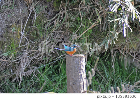 カワセミ　翡翠　かわせみ　東村山市北山公園　東村山浄化センター公園　排泄　糞 135593630