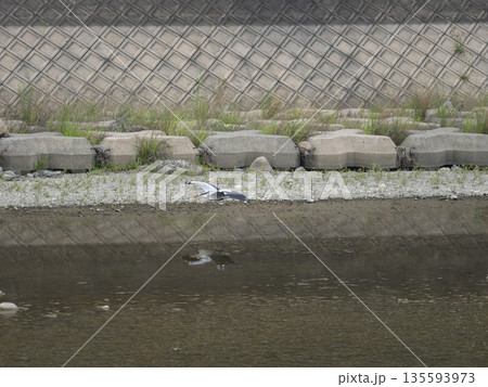 猪名川の水面上を飛ぶアオサギ 猪名川の水面上を飛ぶアオサギ 135593973