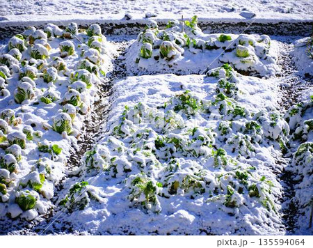 雪が降った畑 果樹園 雪が降った畑 果樹園 135594064
