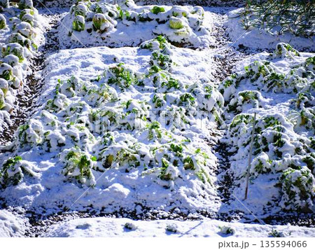 雪が降った畑　果樹園 135594066
