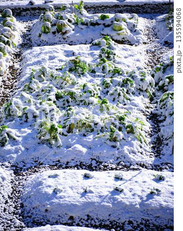雪が降った畑 果樹園 雪が降った畑 果樹園 135594068