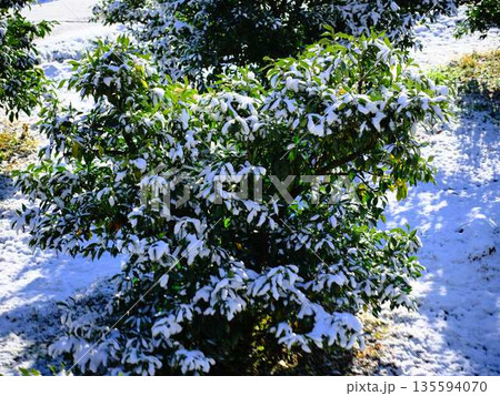 雪が降った畑 果樹園 雪が降った畑 果樹園 135594070