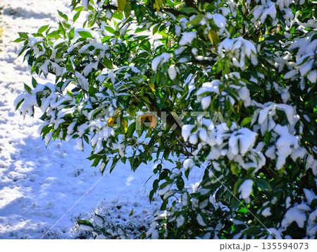 雪が降った畑 果樹園 雪が降った畑 果樹園 135594073