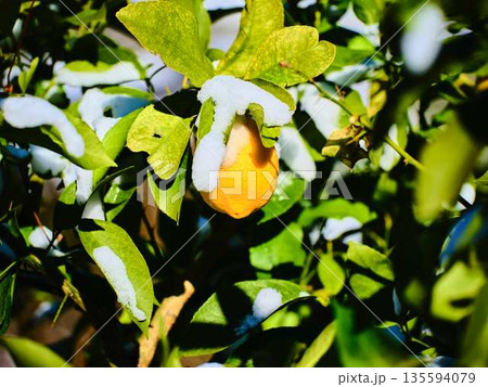 雪が降った畑　果樹園 135594079