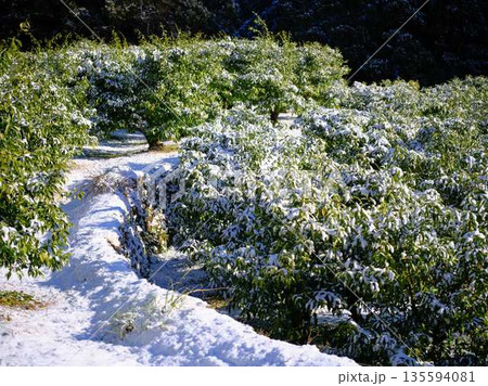 雪が降った畑 果樹園 雪が降った畑 果樹園 135594081