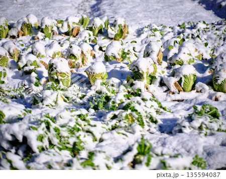 雪が降った畑　果樹園 135594087