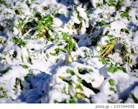 雪が降った畑 果樹園 雪が降った畑 果樹園 135594088