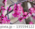 ウメの花 ウメの花 135594122