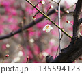 ウメの花 ウメの花 135594123