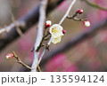 ウメの花 ウメの花 135594124