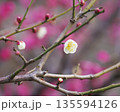 ウメの花 ウメの花 135594126