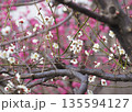 ウメの花 ウメの花 135594127