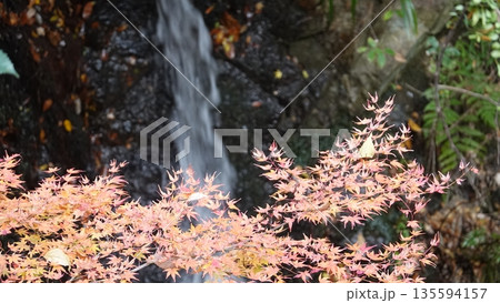 紅葉と滝 紅葉と滝 135594157