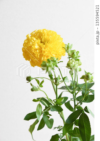 マリーゴールドとエクレール 135594521