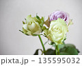 緑と紫のばら 緑と紫のばら 135595032