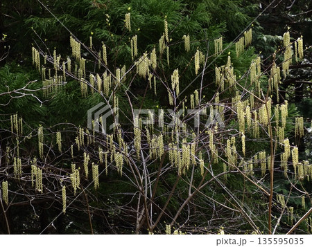 早春の光を受けて揺れるキブシ 135595035