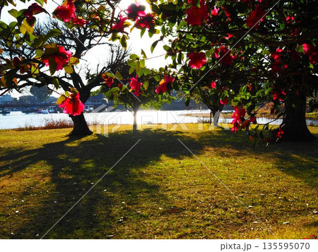 山茶花の咲く公園 135595070