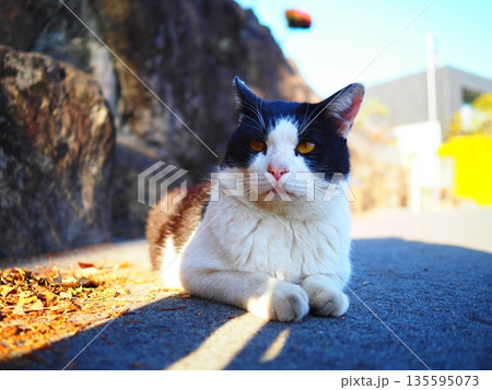 野良猫スナップ 135595073