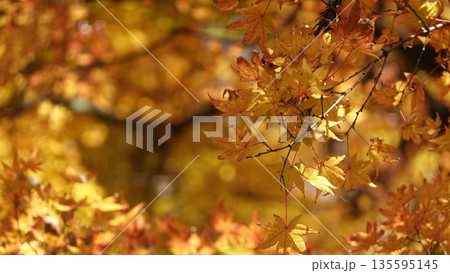 美しい紅葉 135595145