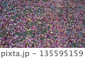 落葉 135595159