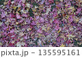 落葉 135595161