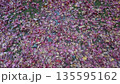 落葉 135595162