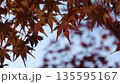 美しい紅葉 135595167