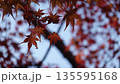 美しい紅葉 135595168